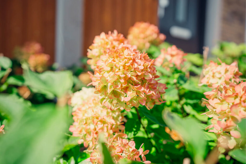 hortensia snoeien