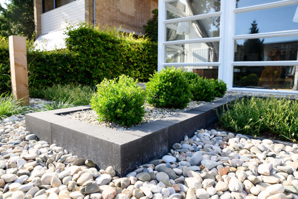 buxus snoeien
