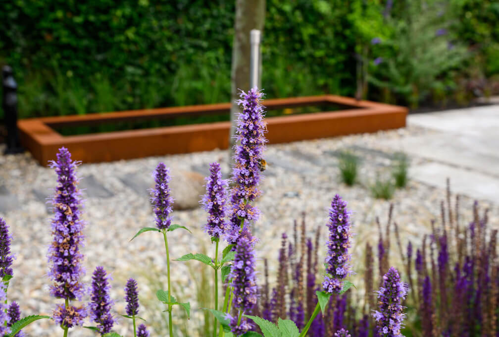 lavendel snoeien